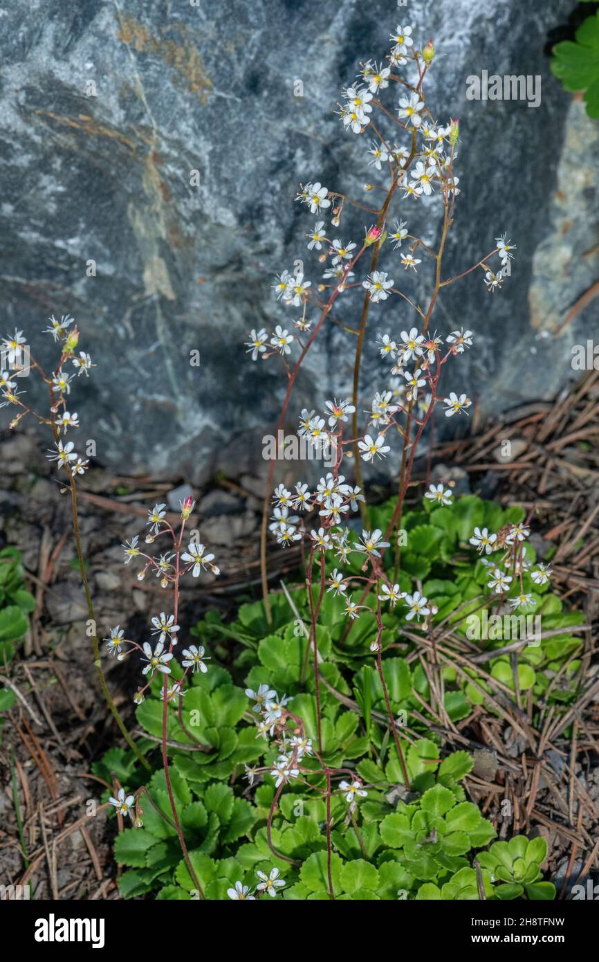 Lesser London pride, Saxifraga cuneifolia, in flower in the Alps. Stock Photo