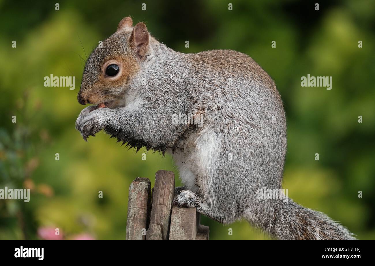 The eastern gray squirrel, also known as simply the grey squirrel, is a