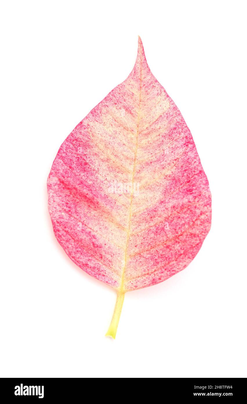 Pink poinsettia, Euphorbia pulcherrima or Easter flower leaves isolated on white background Stock Photo