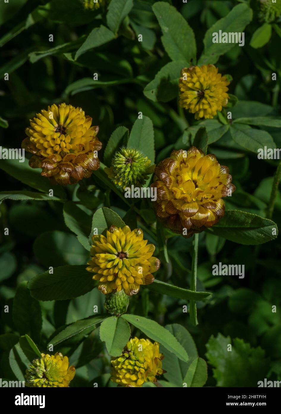Brown Clover, Trifolium badium in flower in alpine pasture. Stock Photo