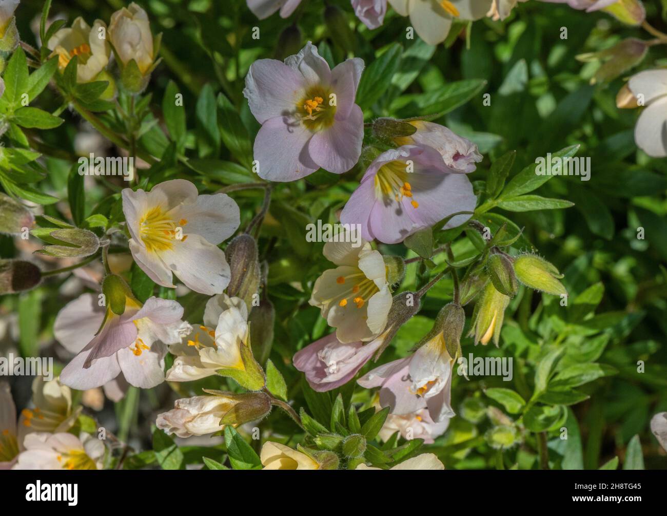 Royal Jacob's-ladder, Polemonium carneum,  Cascades, in flower, USA. Stock Photo