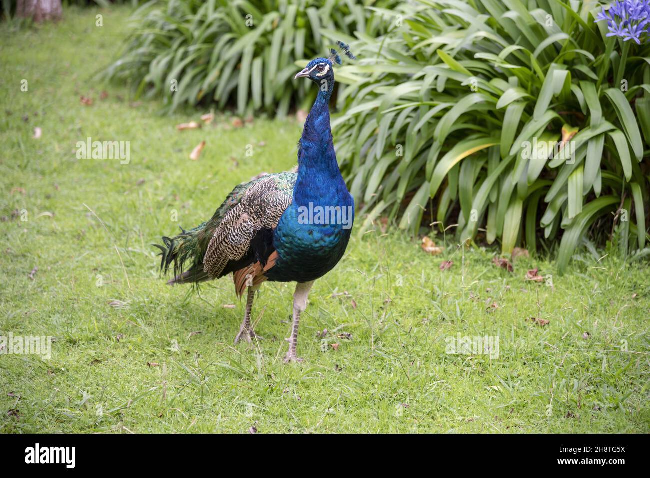 Male peacock in a park Stock Photo - Alamy