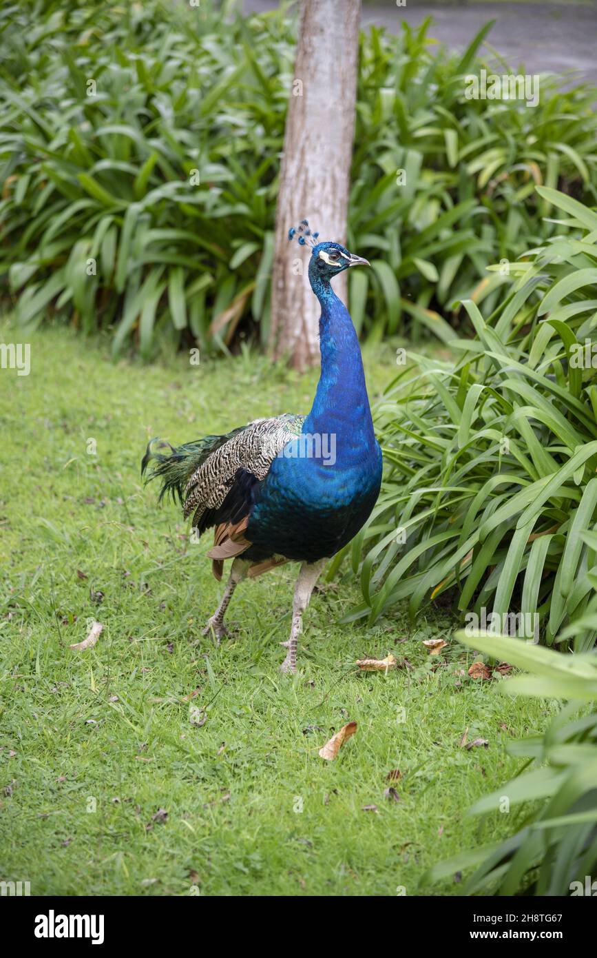 Male peacock in a park Stock Photo - Alamy