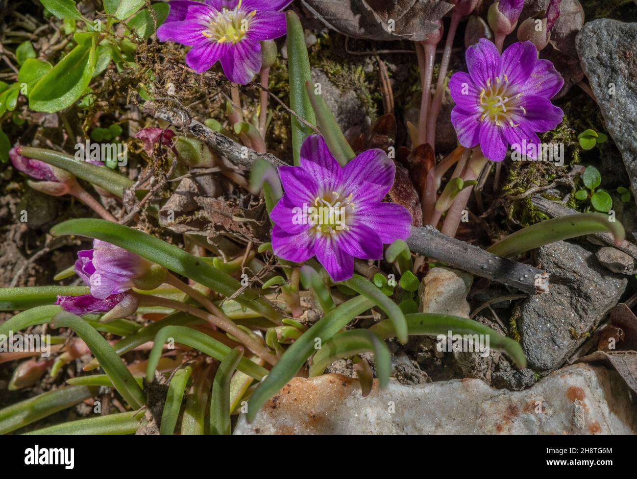 Alpine lewisia, Lewisia pygmaea, in flower, north-western USA. Stock Photo