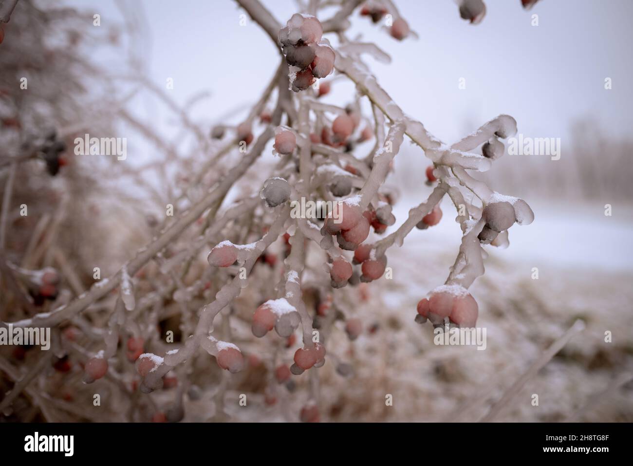 Rose hip bush covered in frozen rain. winter landscape after a freezing