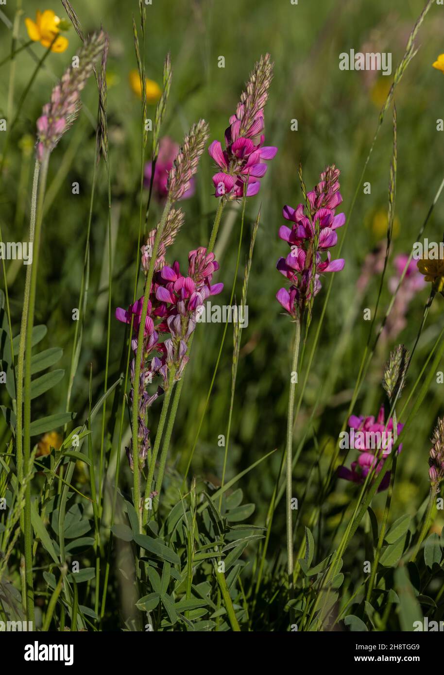 Common sainfoin, Onobrychis viciifolia, in flower in grassland. Stock Photo