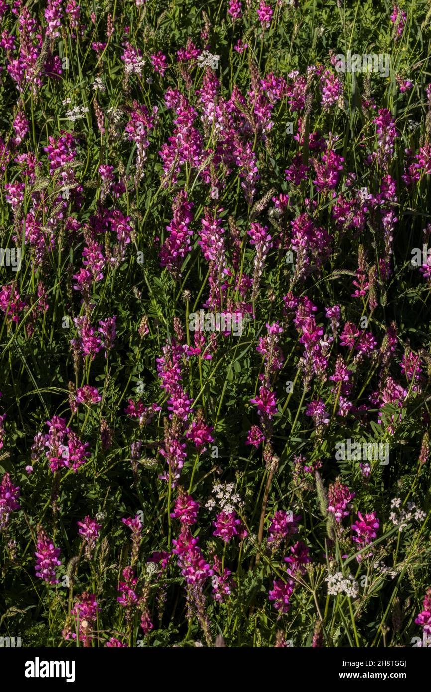 Common sainfoin, Onobrychis viciifolia, in flower in grassland. Stock Photo
