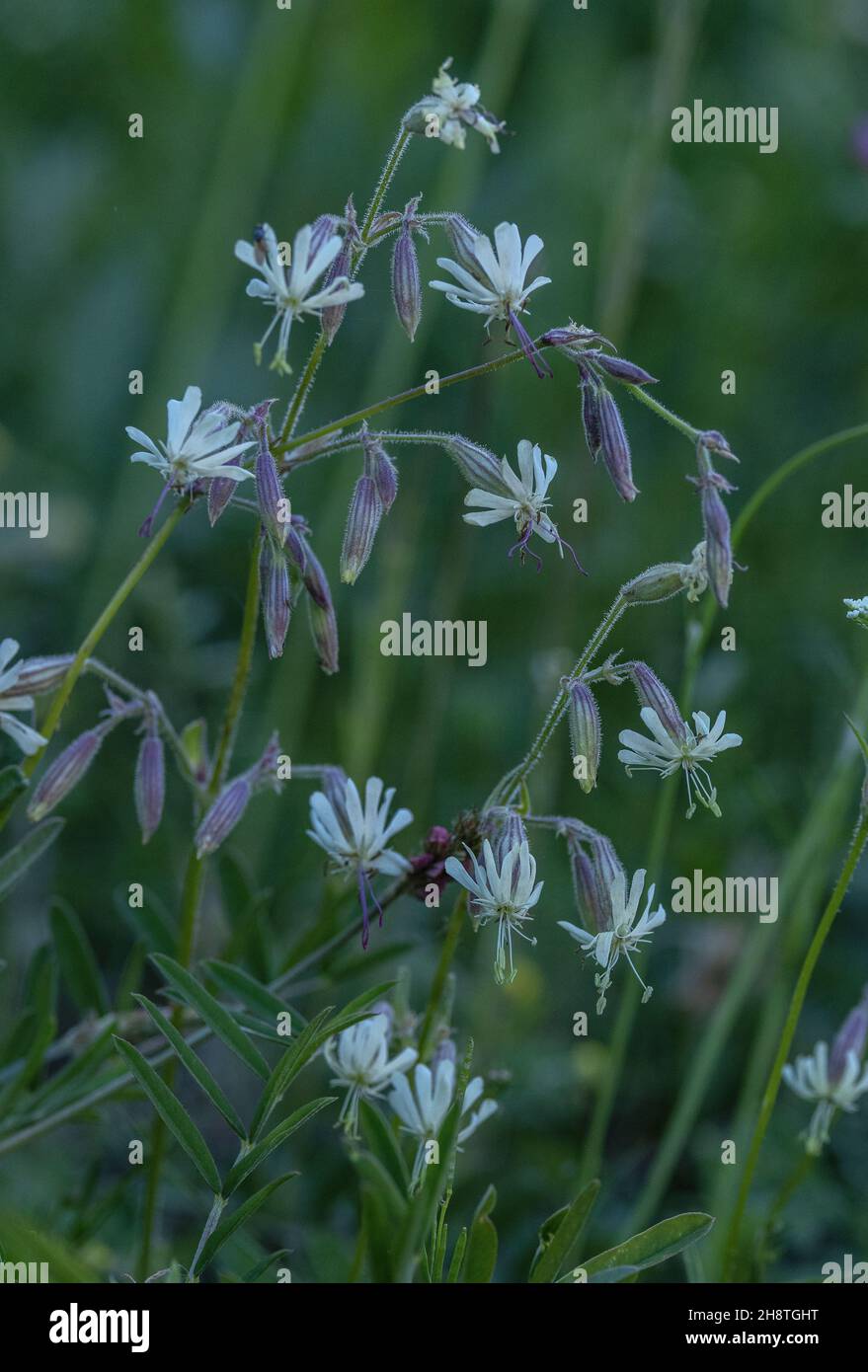 Nottingham catchfly, Silene nutans, in flower in upland grassland. Stock Photo