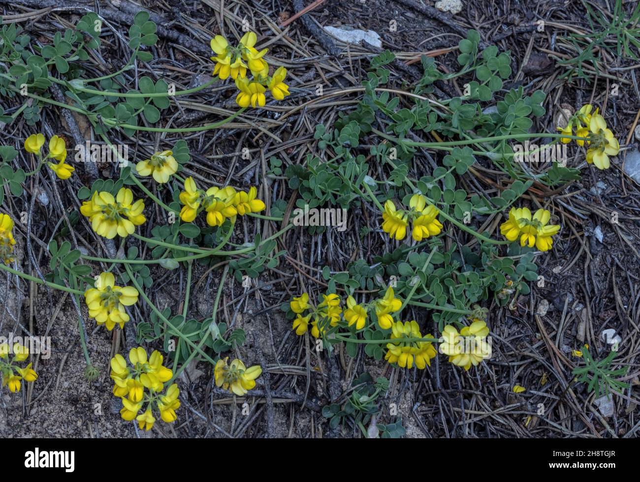 Small Scorpion-vetch, Coronilla vaginalis, in flower; french Alps. Stock Photo