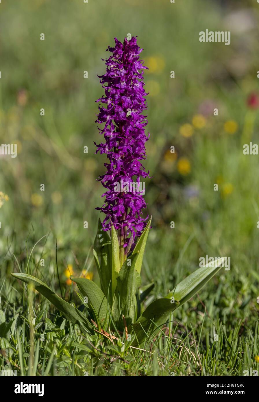 Bohemian Early Purple Orchid, Orchis mascula subsp. speciosa, in flower in alpine grassland, french Alps. Stock Photo