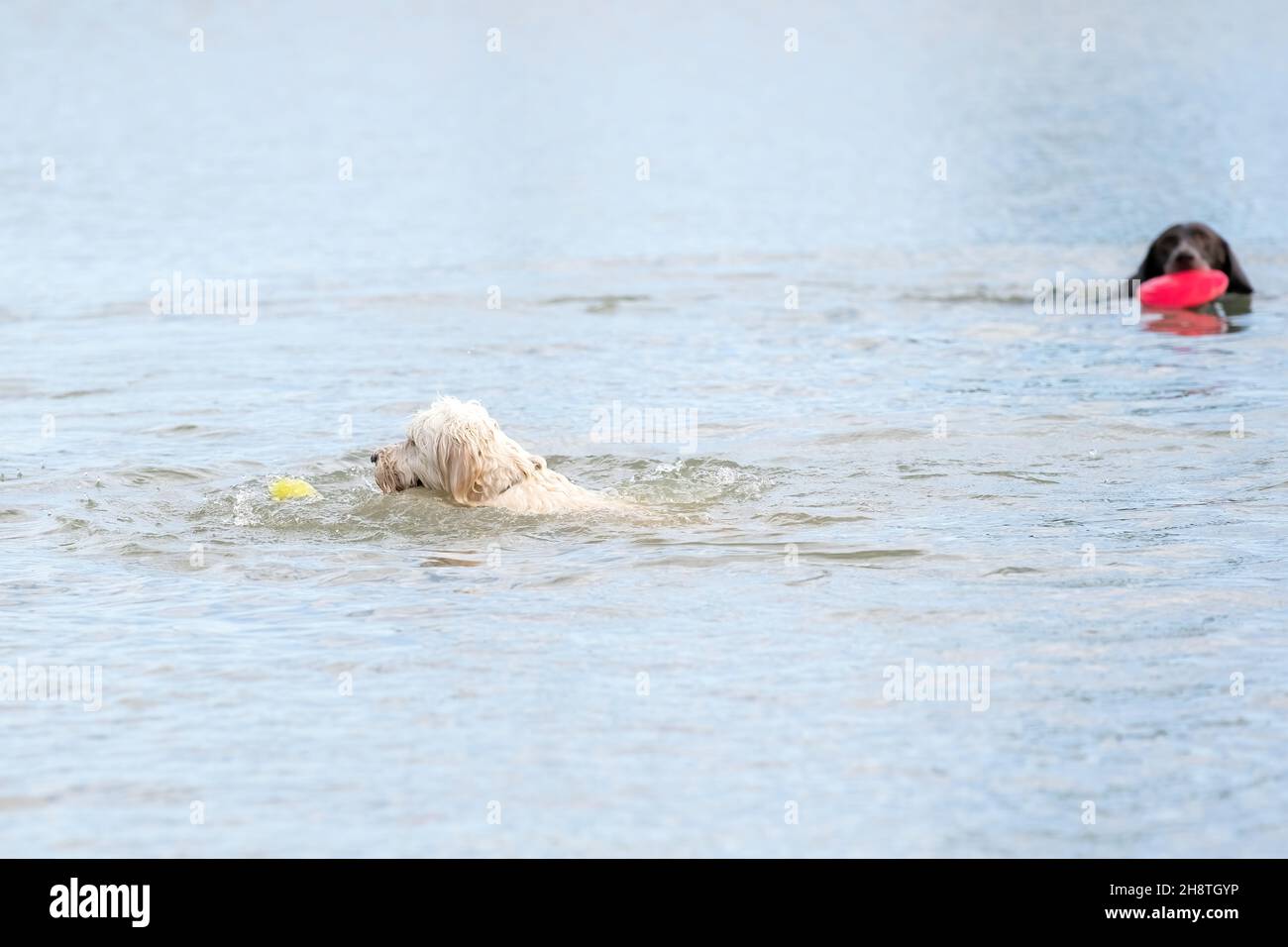 White dog with curly hair, viewed from the side. Yellow tennis ball