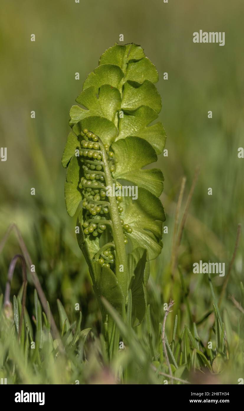 Moonwort, Botrychium lunaria, with fertile frond, in montane grassland. Stock Photo