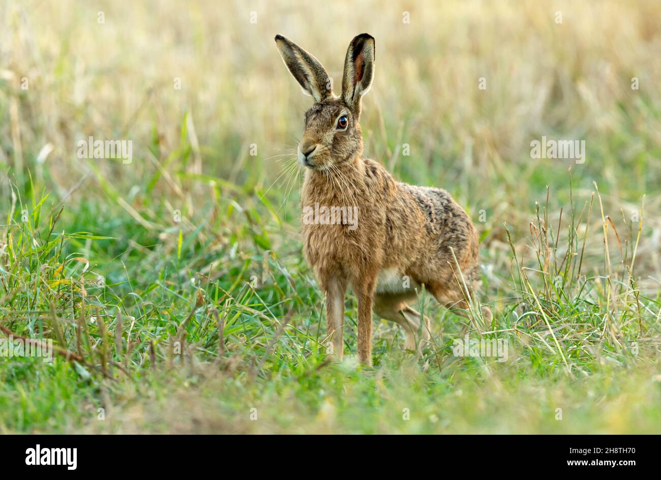 Close up of a large brown hare poised and ready to sprint off in natural agricultural field habitat.  Facing camera.  Space for copy.  Landscape Stock Photo