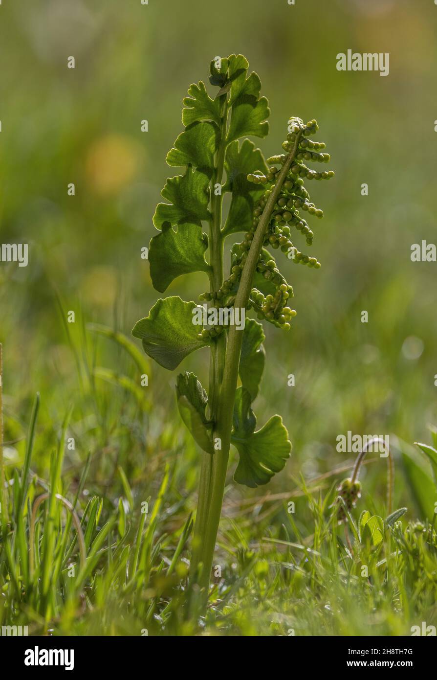 Moonwort, Botrychium lunaria, with fertile frond, in montane grassland. Stock Photo