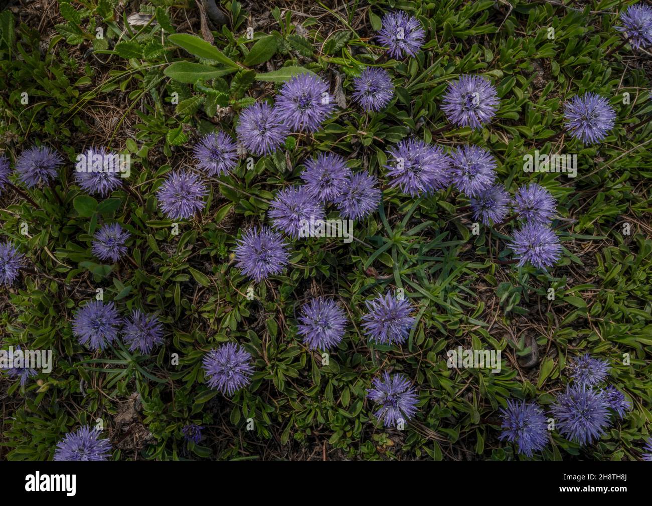 Matted Globularia, Globularia cordifolia, in flower in mountain grassland, French Alps. Stock Photo