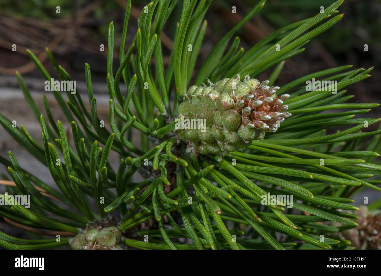 Mountain pine, Pinus uncinata - cone and needles - in the French Alps. Stock Photo