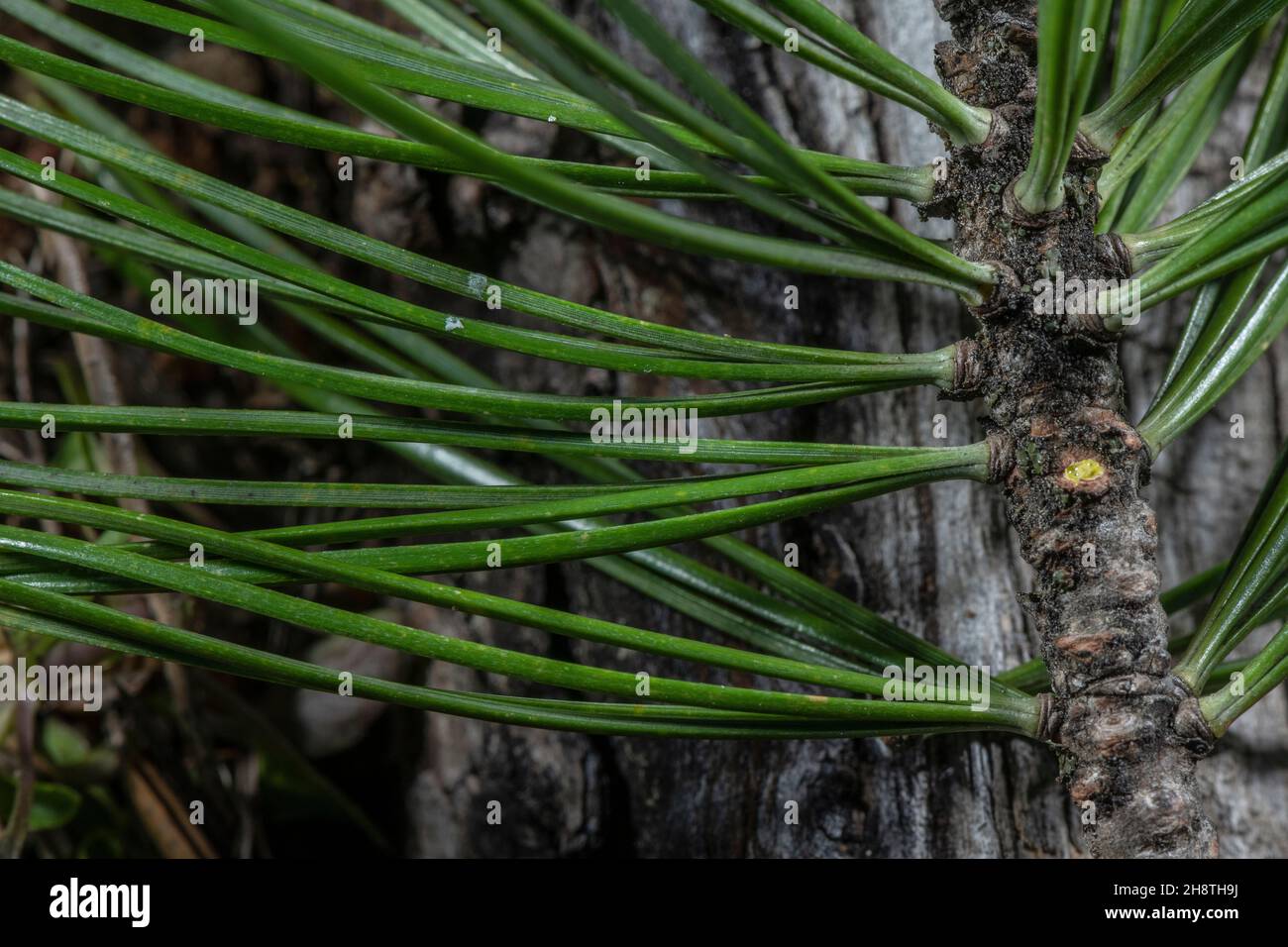 Needles of Swiss pine, or Arolla pine, Pinus cembra in clusters of 5; in the French Alps. Stock Photo