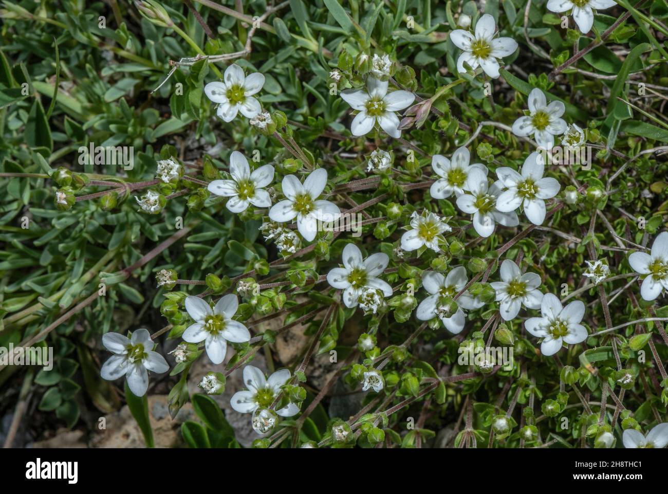 Fringed sandwort, Arenaria ciliata, in flower in alpine pasture. Stock Photo