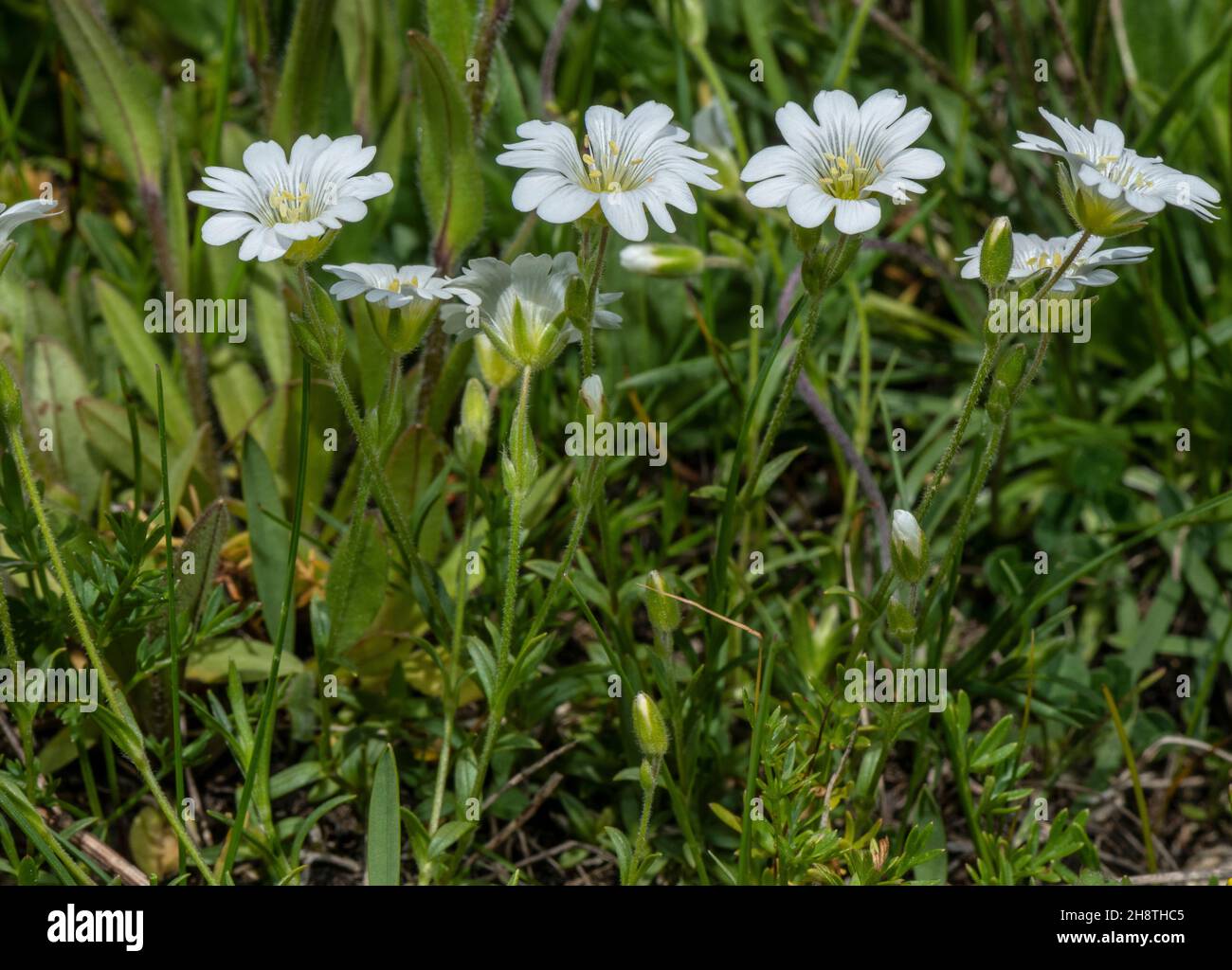 Field mouse-ear, Cerastium arvense, in flower in mountain grassland. Stock Photo