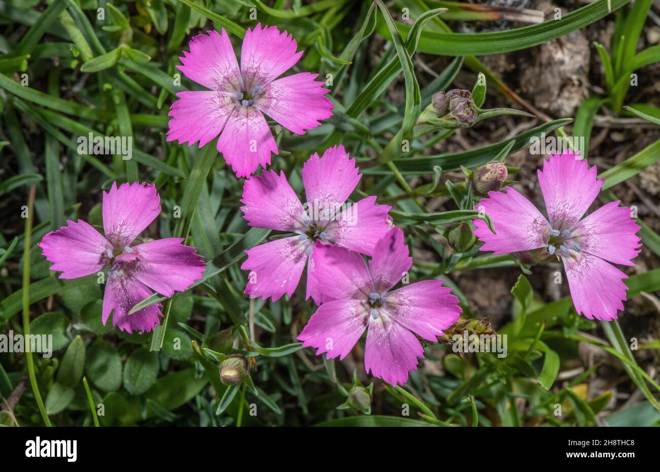 Three-veined pink, Dianthus pavonius, in flower in alpine grassland, french Alps. Stock Photo