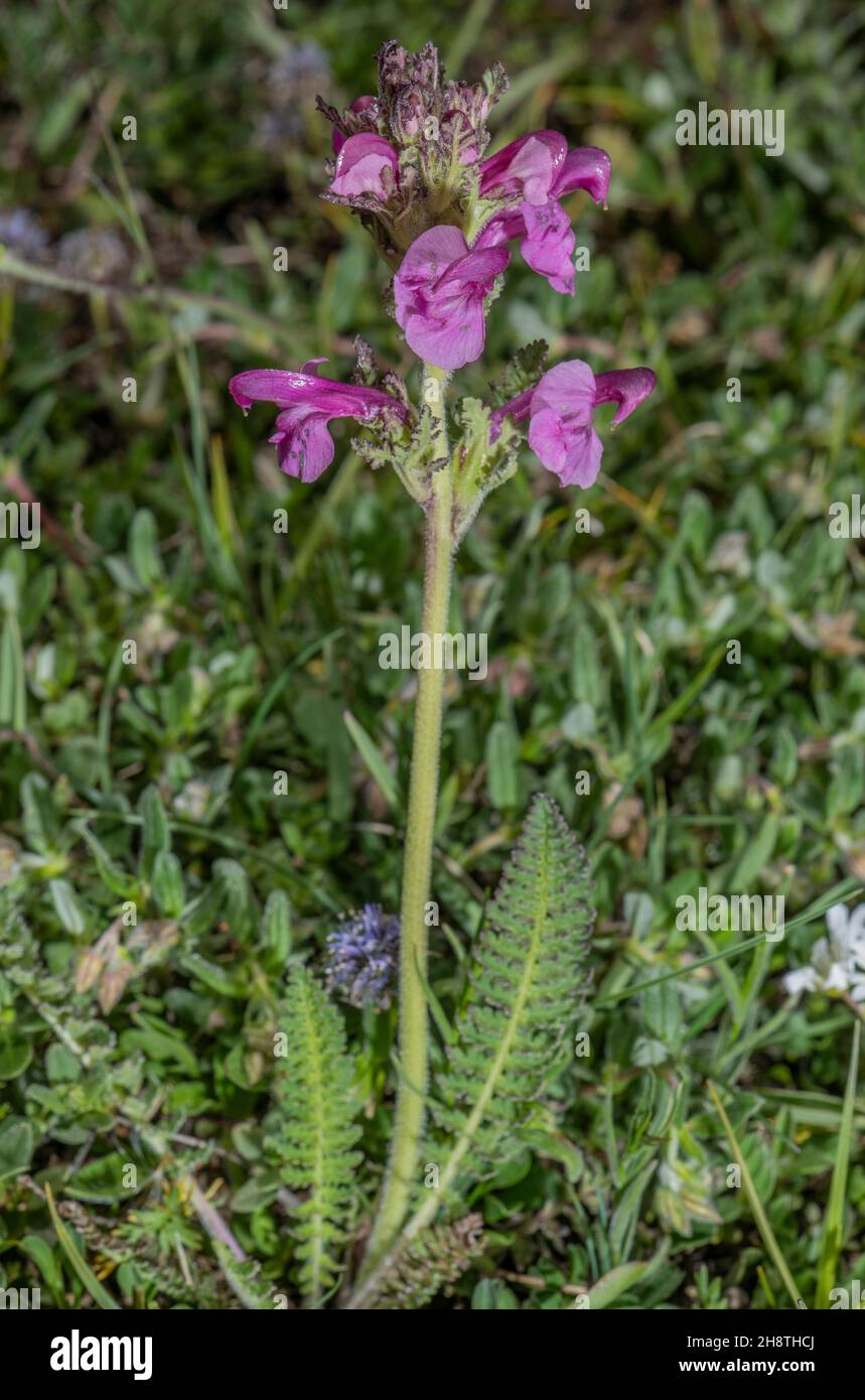Tufted lousewort, Pedicularis gyroflexa, in flower in damp alpine grassland, French Alps. Stock Photo