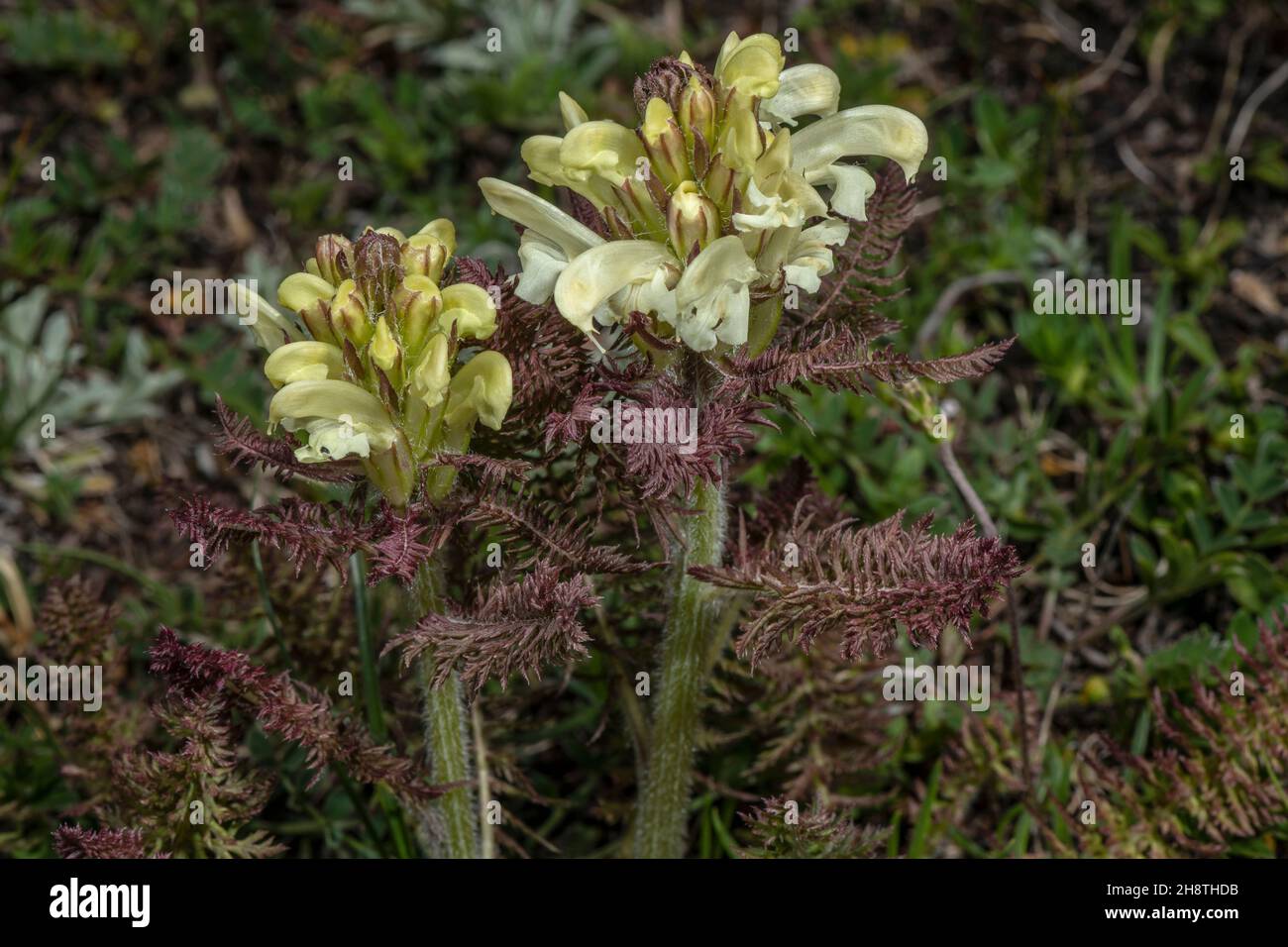 Leafy Lousewort, Pedicularis foliosa, in flower in damp alpine grassland. French Alps. Stock Photo