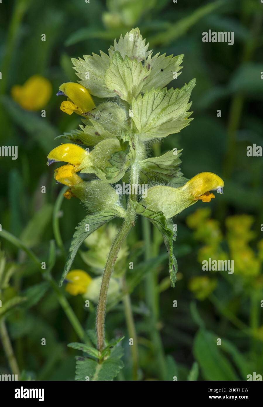 Greater Yellow Rattle, Rhinanthus alectorolophus, in flower in mountain grassland. Stock Photo