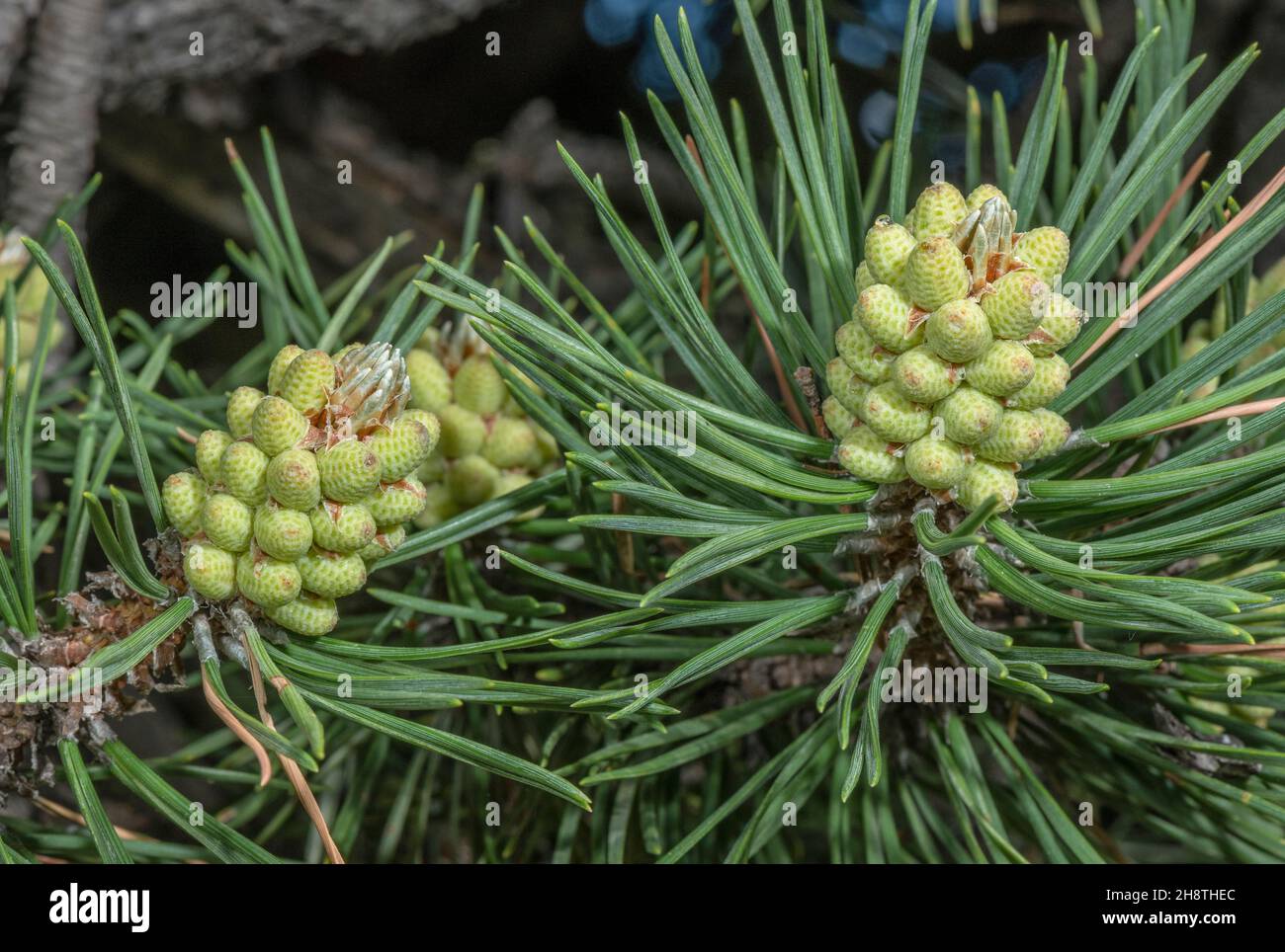 Mountain pine, Pinus uncinata - cone and needles - in the French Alps. Stock Photo