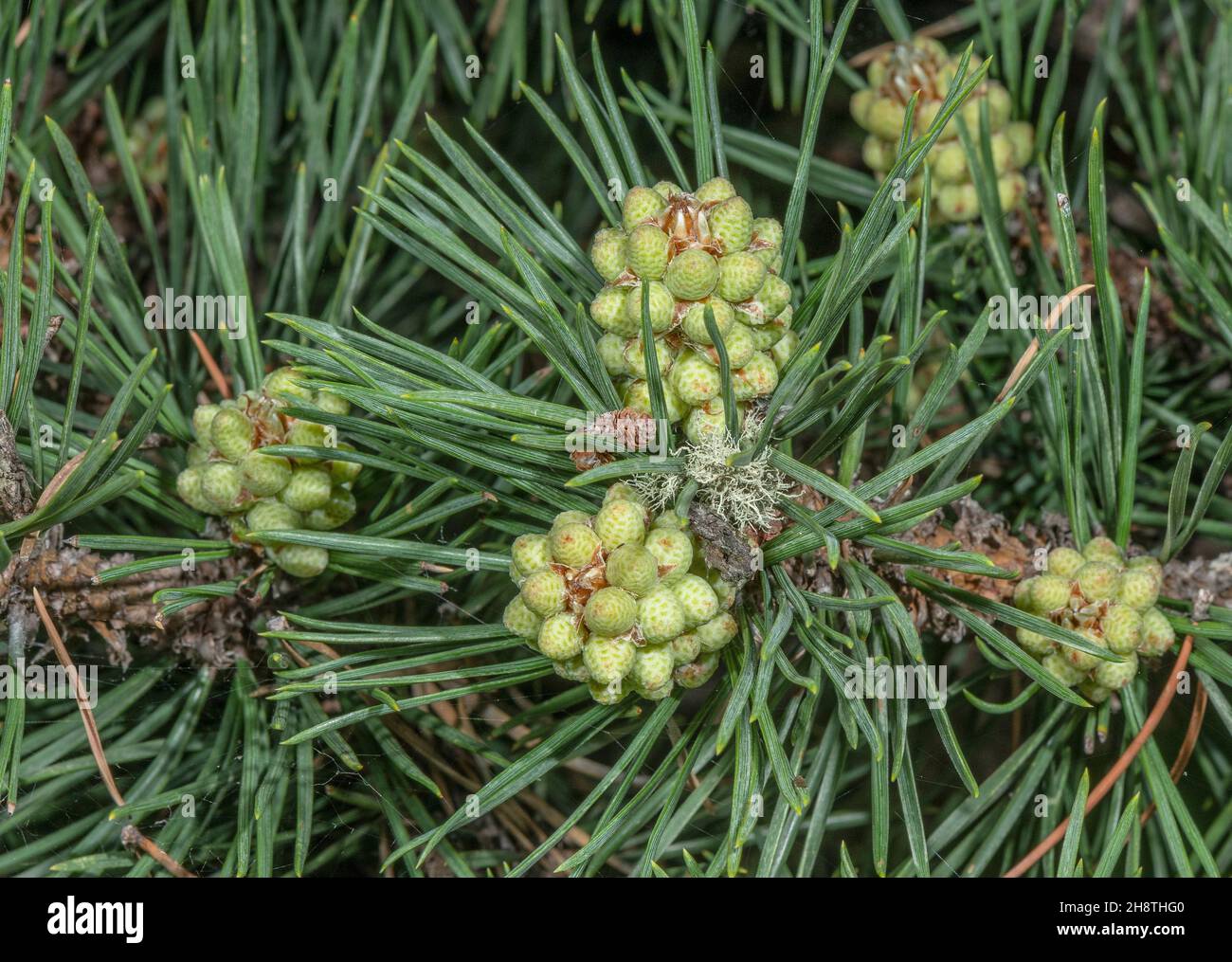 Mountain pine, Pinus uncinata - cone and needles - in the French Alps. Stock Photo