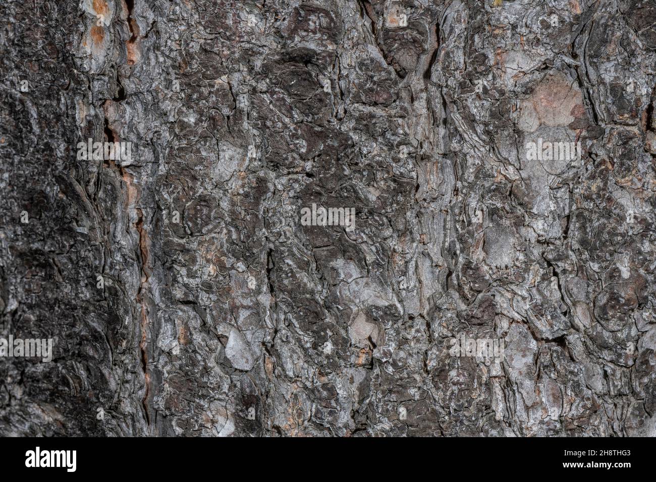 Mountain pine, Pinus uncinata - bark - in the French Alps. Stock Photo