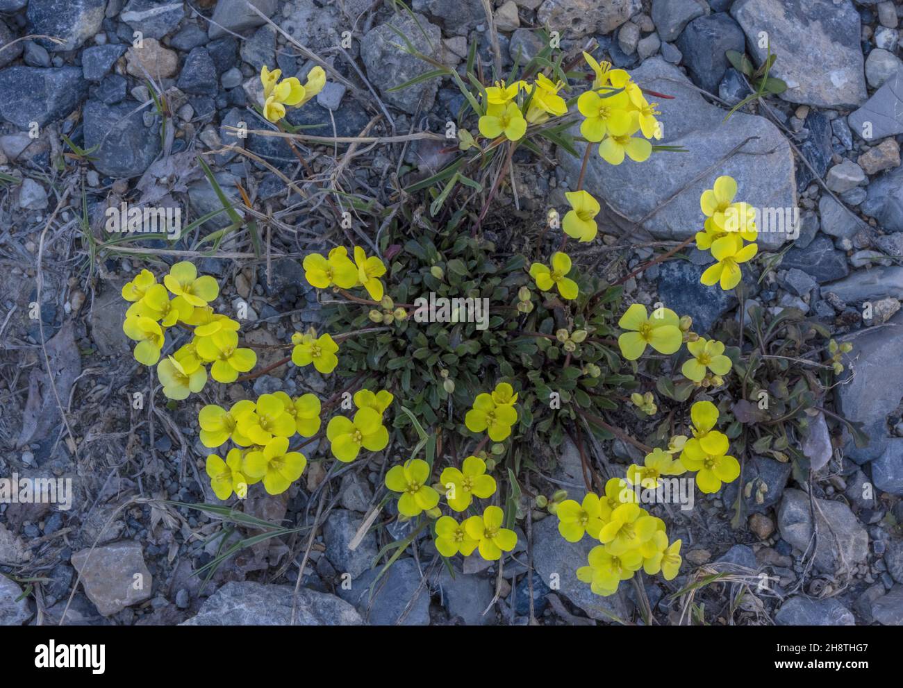 Alpine cabbage, Brassica repanda in high alpine tundra, French Alps. Stock Photo