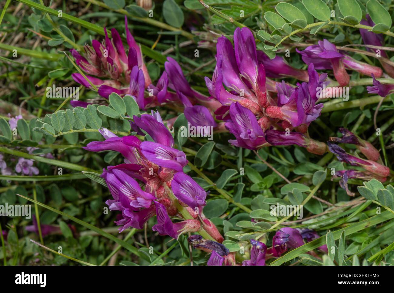 Montpellier Milkvetch, Astragalus monspessulanus in flower. French Alps. Stock Photo