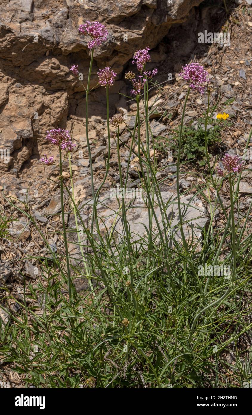 Narrow-leaved red Valerian, Centranthus angustifolius in flower, Maritime Alps. Stock Photo