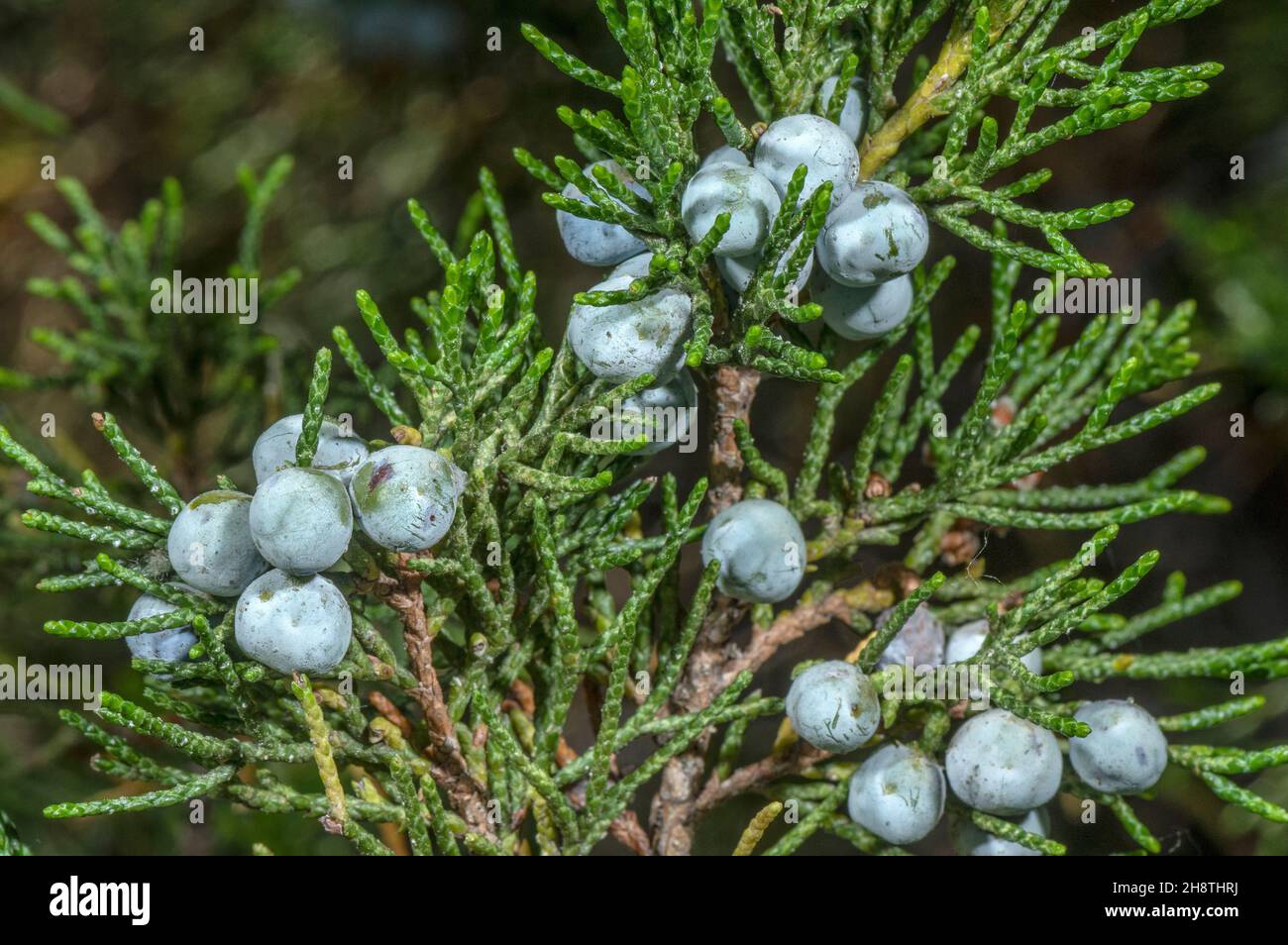 Savin juniper, Juniperus sabina, in fruit; french alps. Stock Photo