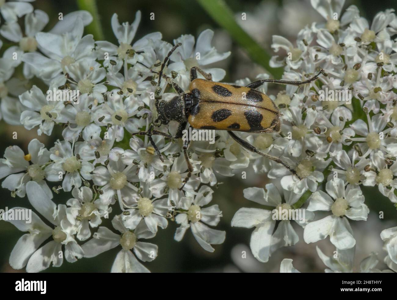 Speckled Longhorn Beetle, Pachytodes cerambyciformis beetle, feeding on Hogweed. Stock Photo