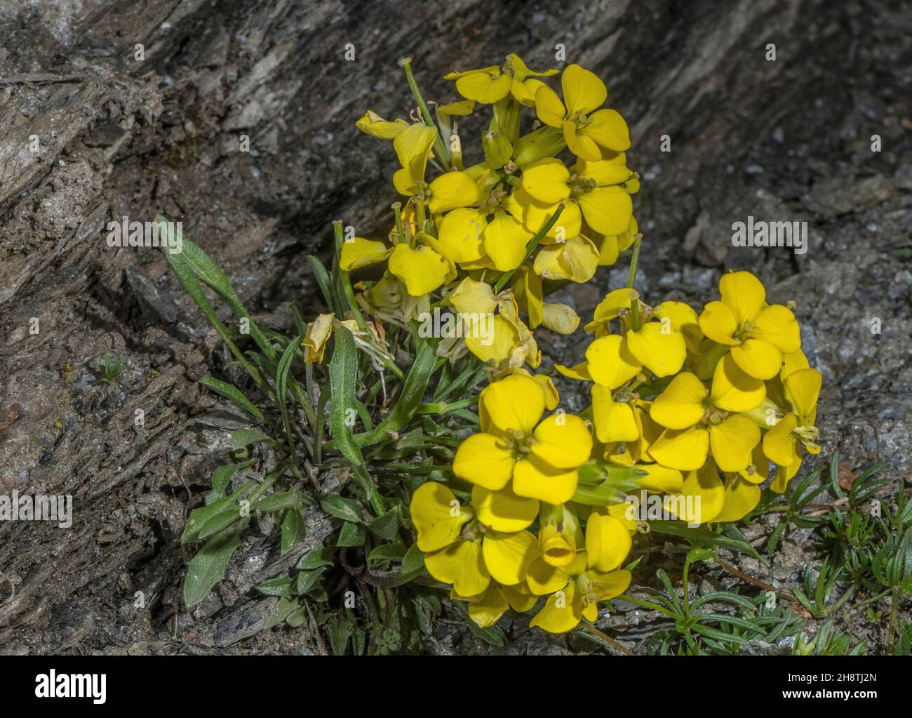 A treacle-mustard or dwarf wallflower, Erysimum jugicola, on the Col d'Agnel. Stock Photo