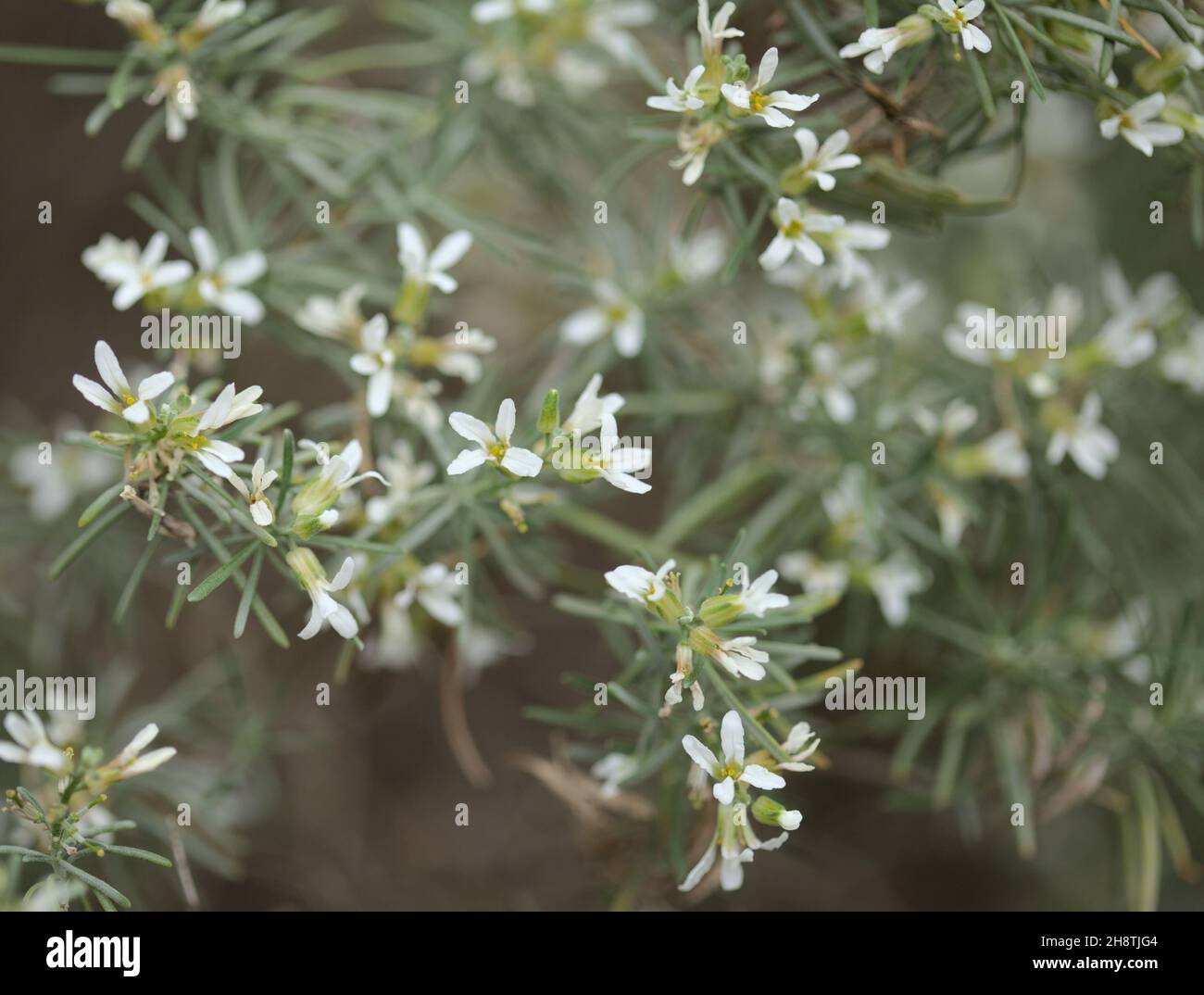 Flora of Gran Canaria - flowering Parolinia filifolia, endemic to the island, natural macro floral background Stock Photo