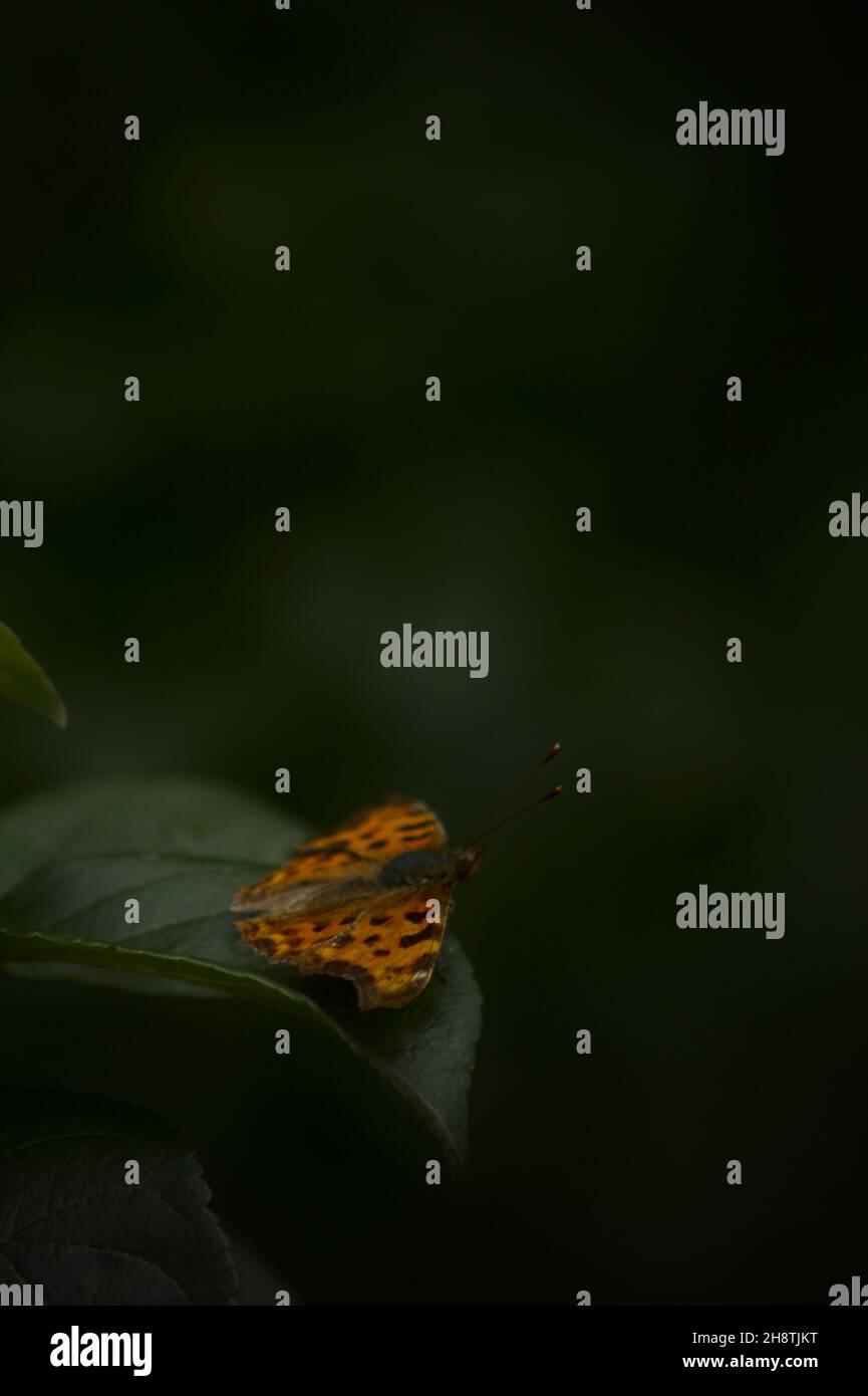 Butterfly with orange and black wings (Polygonia c-album) resting on top of a leaf in a summer day Stock Photo