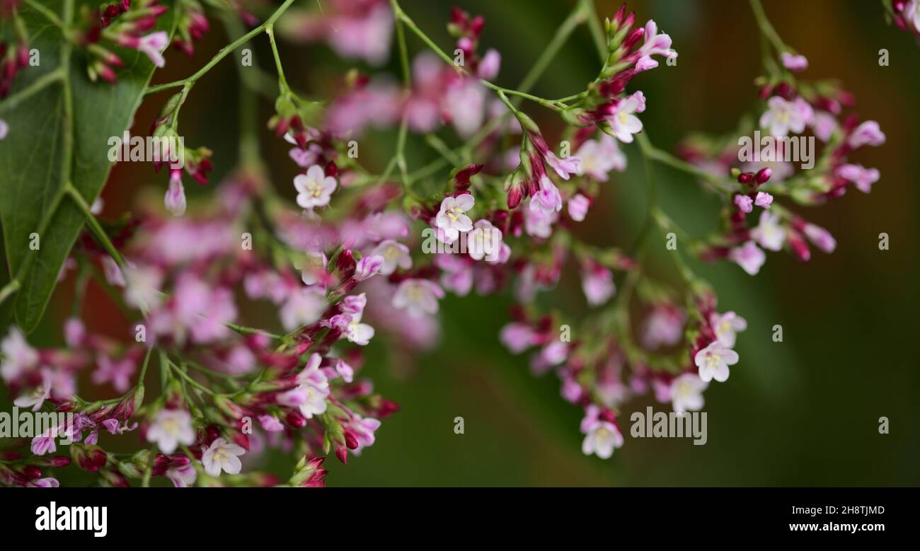 Pink flowers of tall bush of Limonium, or statice, macro floral background Stock Photo