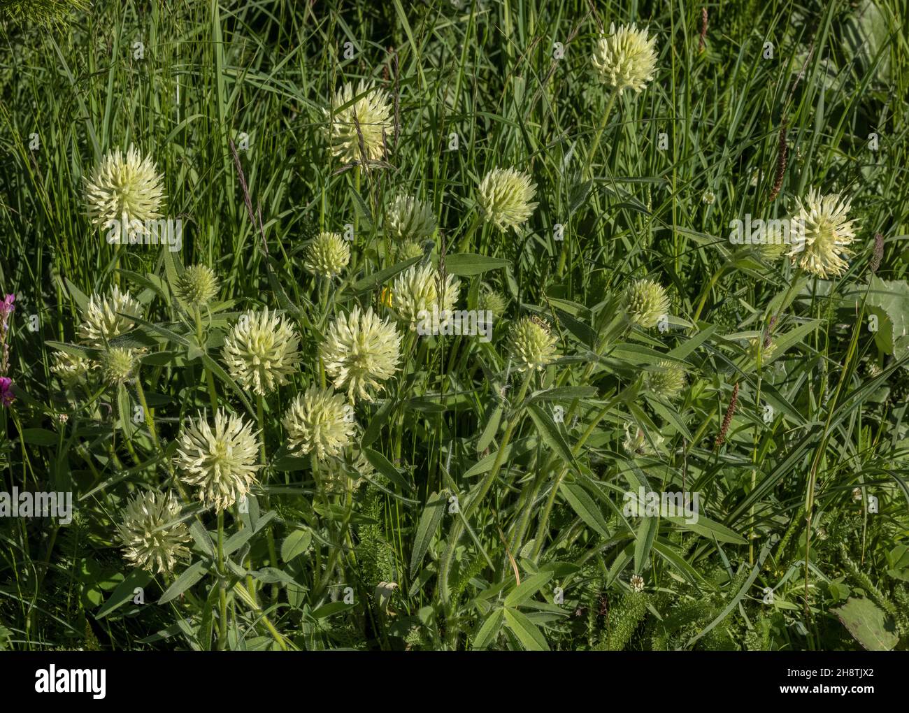 Hungarian Clover, Trifolium pannonicum, in flower in the Maritime Alps, Italy. Stock Photo