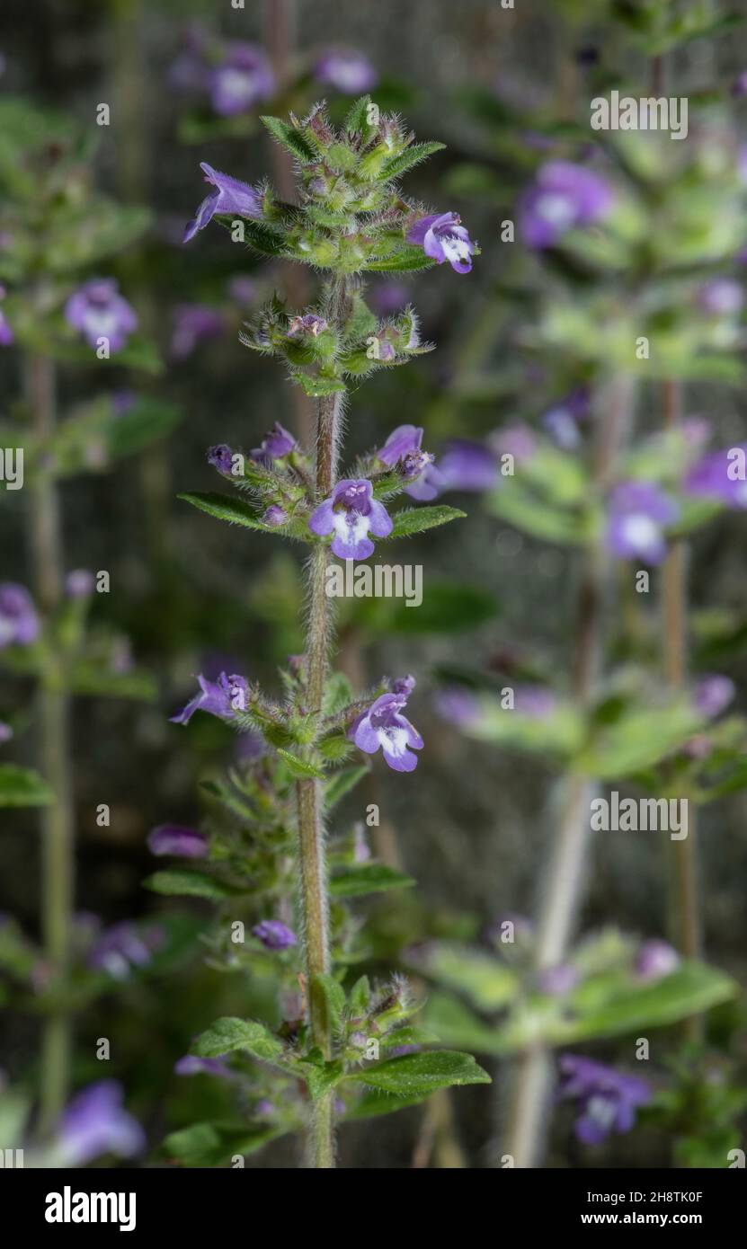 Basil thyme, Acinos arvensis, in flower. Annual plant. Stock Photo