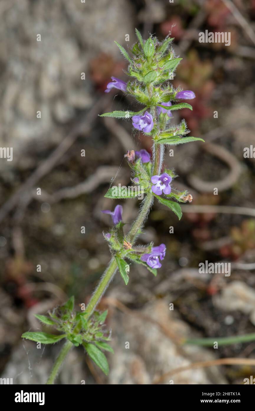 Basil thyme, Acinos arvensis, in flower. Annual plant. Stock Photo