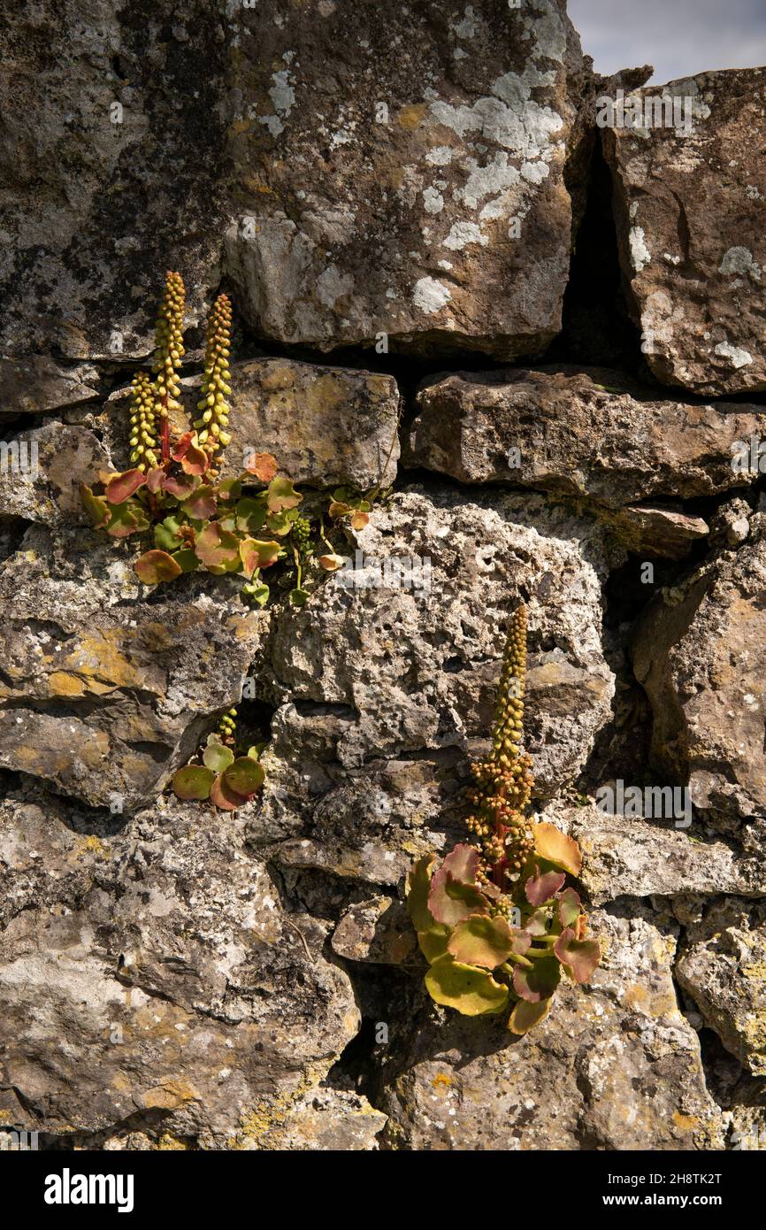 UK, Wales, Pembrokeshire, Bosherston, Navelwort (Wall Pennywort) growing on stone wall Stock Photo