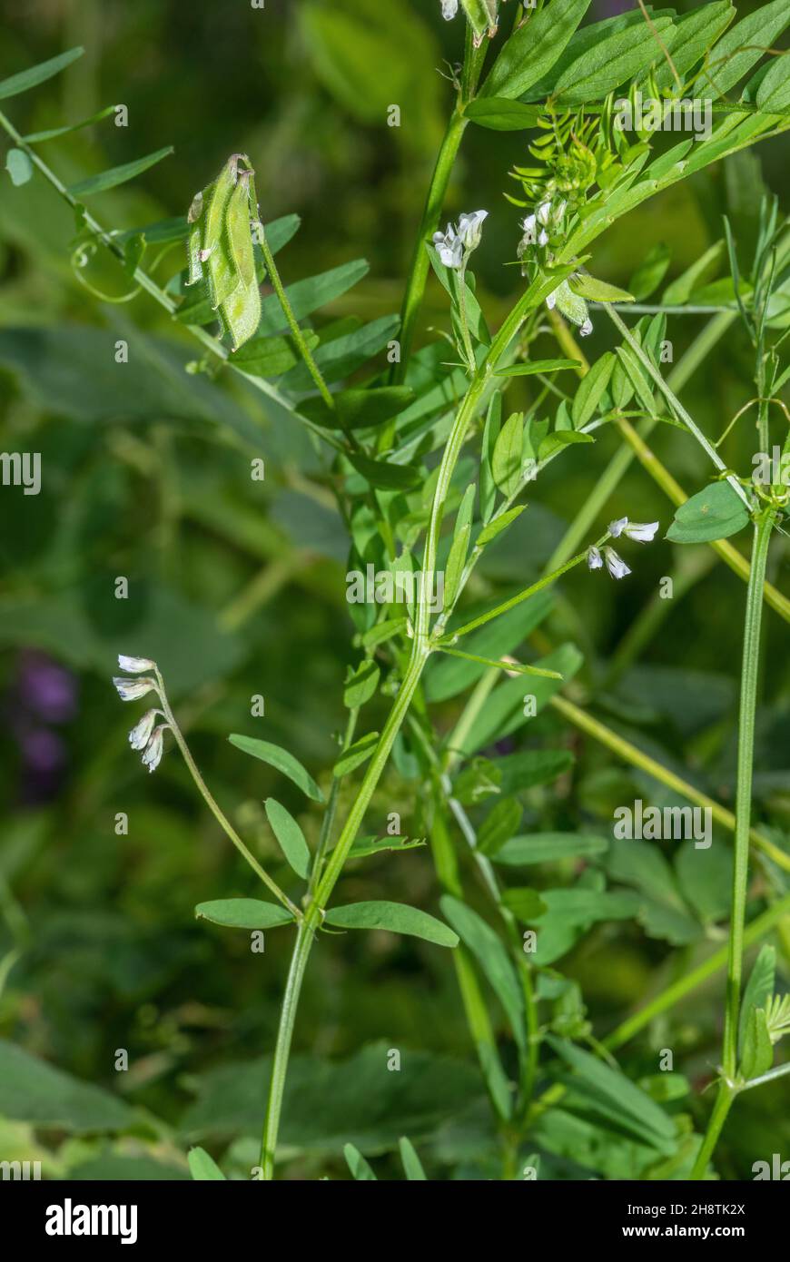 Hairy tare, Vicia hirsuta, in flower and fruit, in rough grassland. Stock Photo