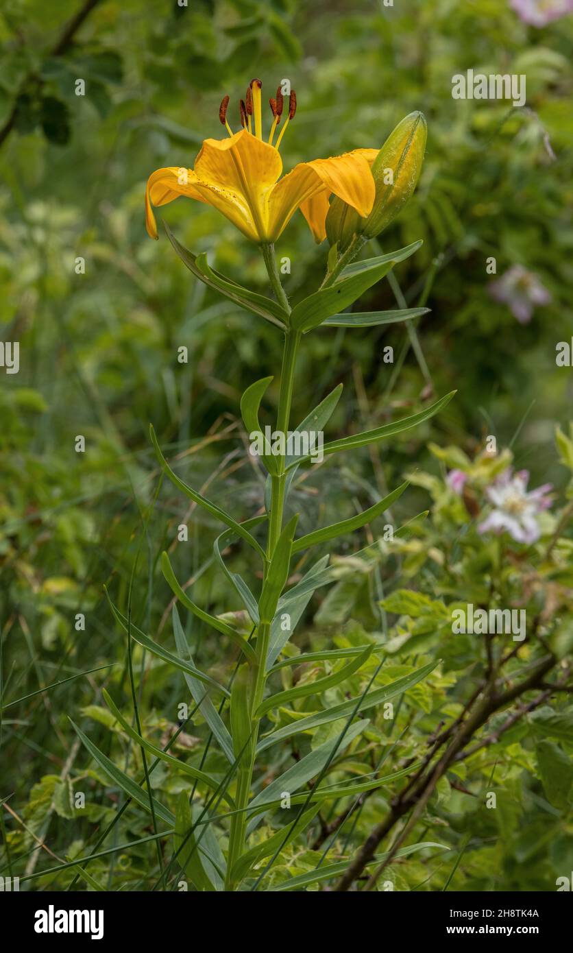 Orange lily, Lilium bulbiferum, in flower in montane grassland Stock ...
