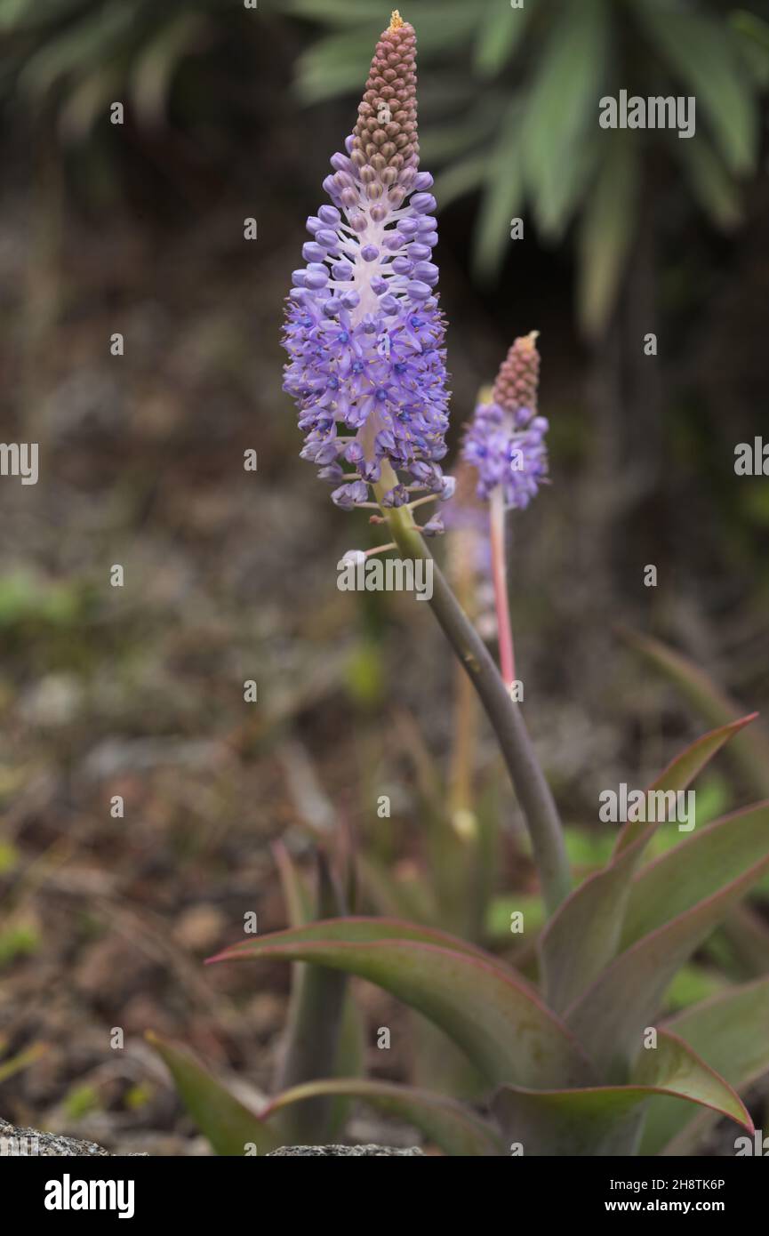 Flora of Gran Canaria -  flowering blue Scilla dasyantha, endemic to the islands, natural macro floral background Stock Photo