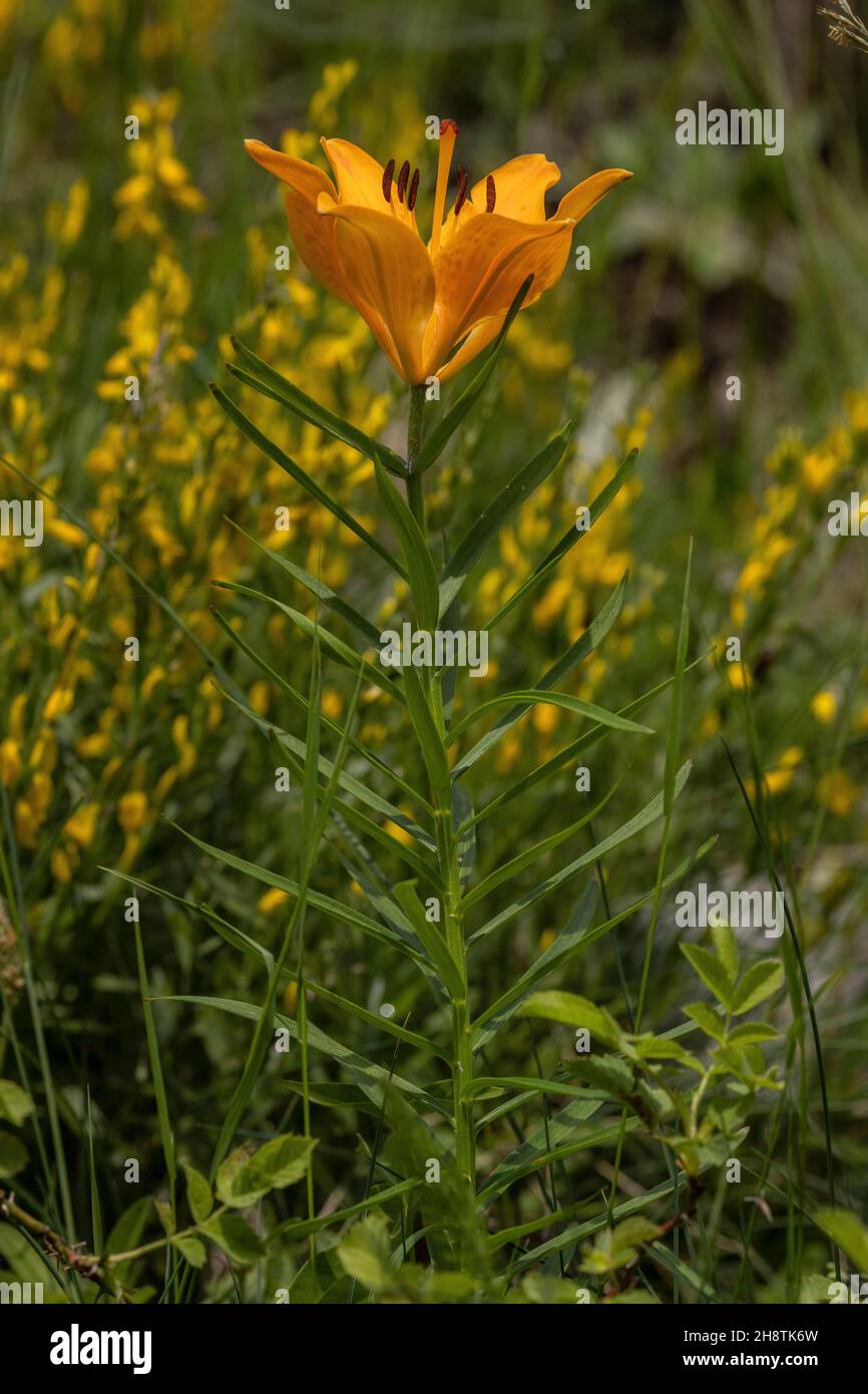 Orange lily, Lilium bulbiferum, in flower in montane grassland Stock ...
