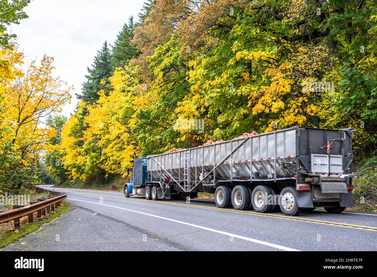 Industrial big rig blue semi truck tractor transporting pumpkin harvest in long bulk semi trailer driving on the divided winding highway road with aut Stock Photo