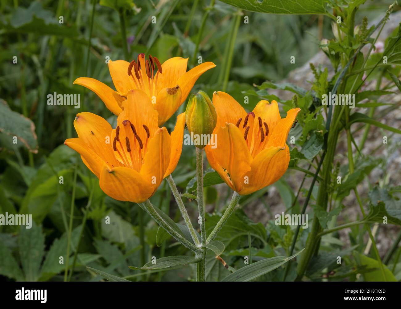 Orange lily, Lilium bulbiferum, in flower in montane grassland Stock ...