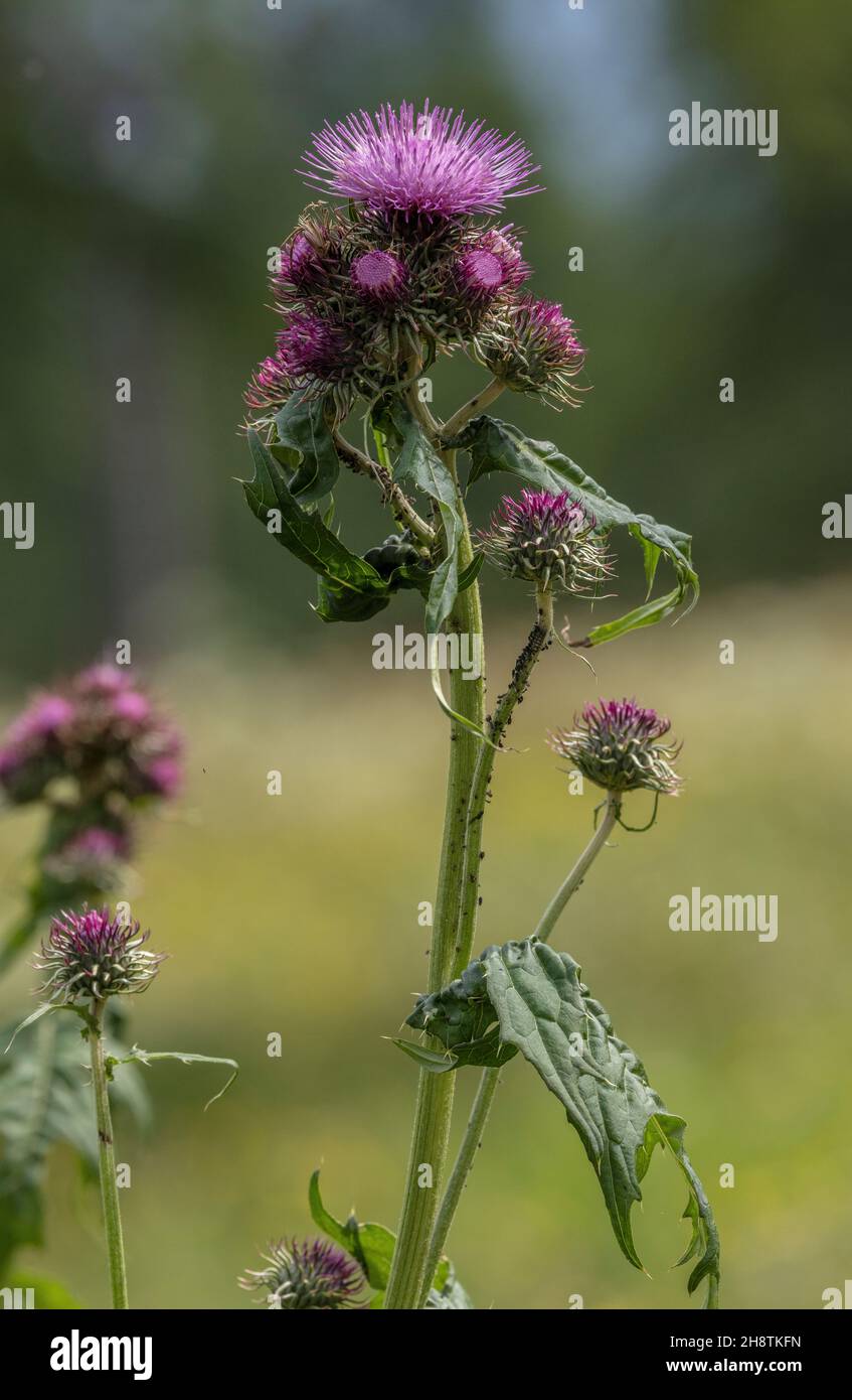 A montane thistle, Cirsium alsophilum, in flower in mountain meadow, Italy. Stock Photo